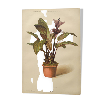Gravure ancienne de fleur 1899 - Tacca Cristata - Planche botanique vintage
