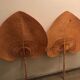 Palme en paille