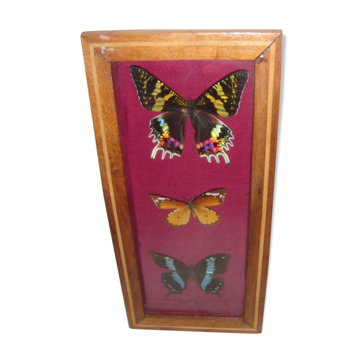 3 butterflies naturalized Madagascar under frame wood & glass