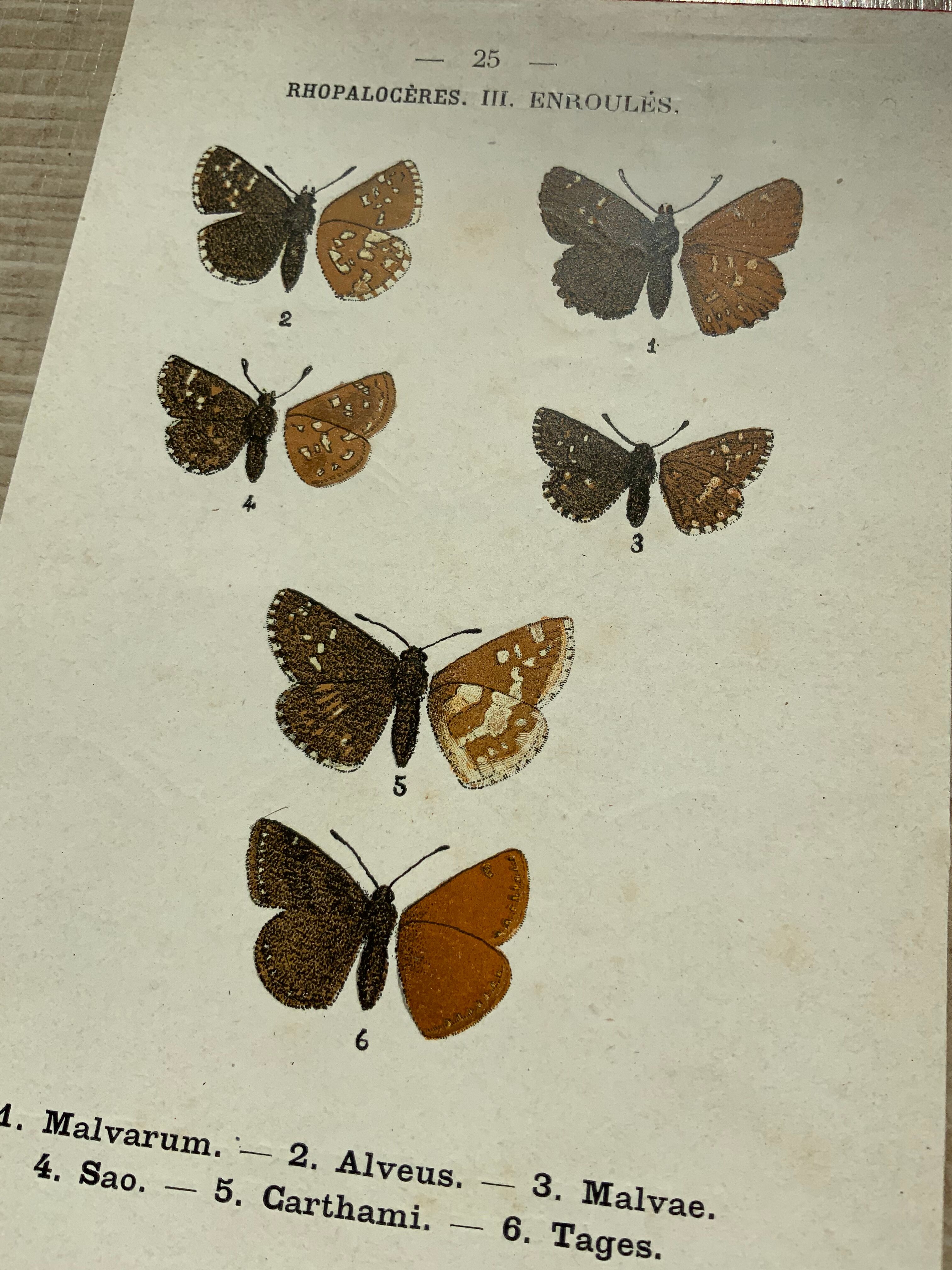 Vintage botanical plate antique butterfly engraving 1903 double-sided G. Denise
