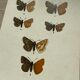 Vintage botanical plate antique butterfly engraving 1903 double-sided G. Denise