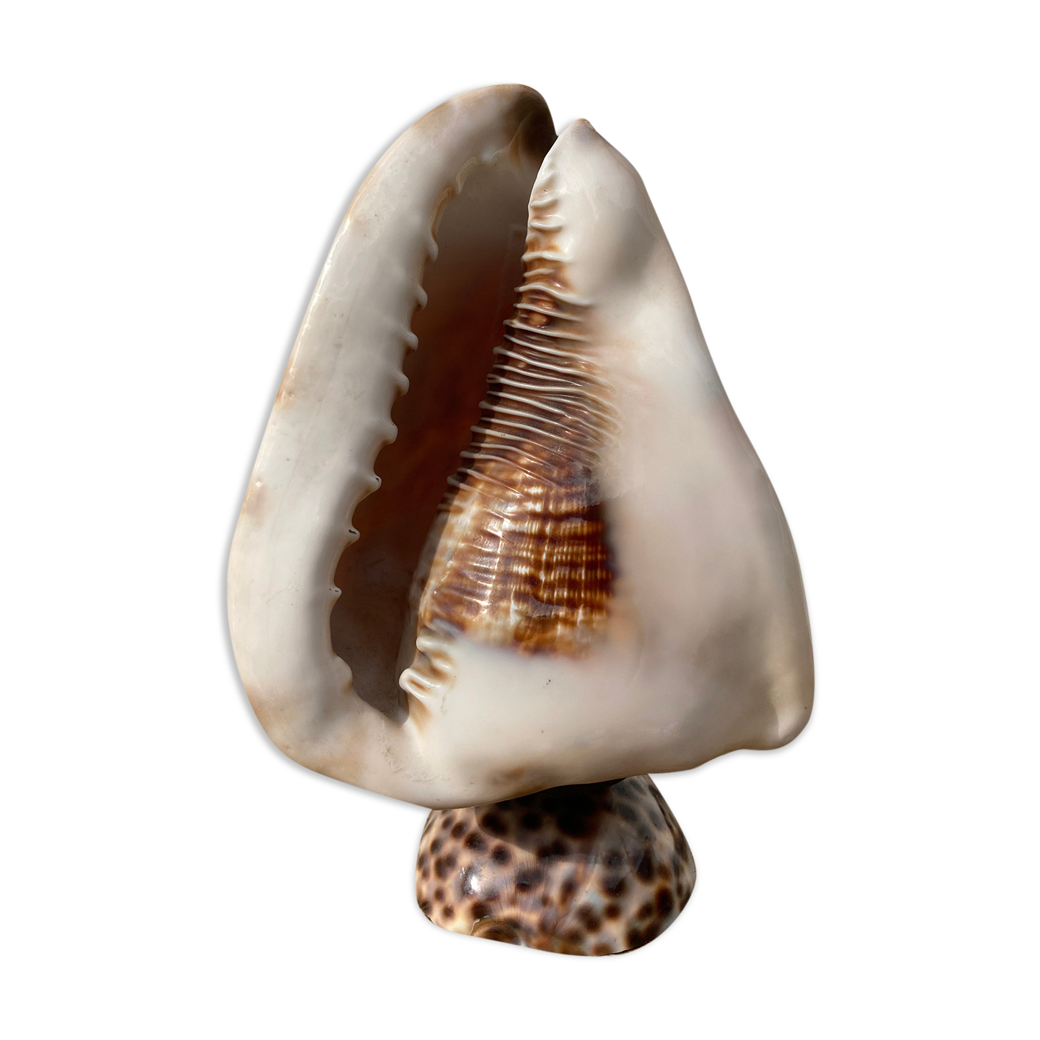 Shell lamp 1970 vintage mother-of-pearl to pose or bedside