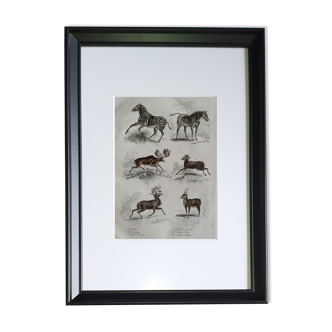 Planche Zoologique Originale " Zèbre, Couagga, Elan de Sibérie,... - Buffon 1838