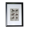 Planche Zoologique Originale " Zèbre, Couagga, Elan de Sibérie,... - Buffon 1838