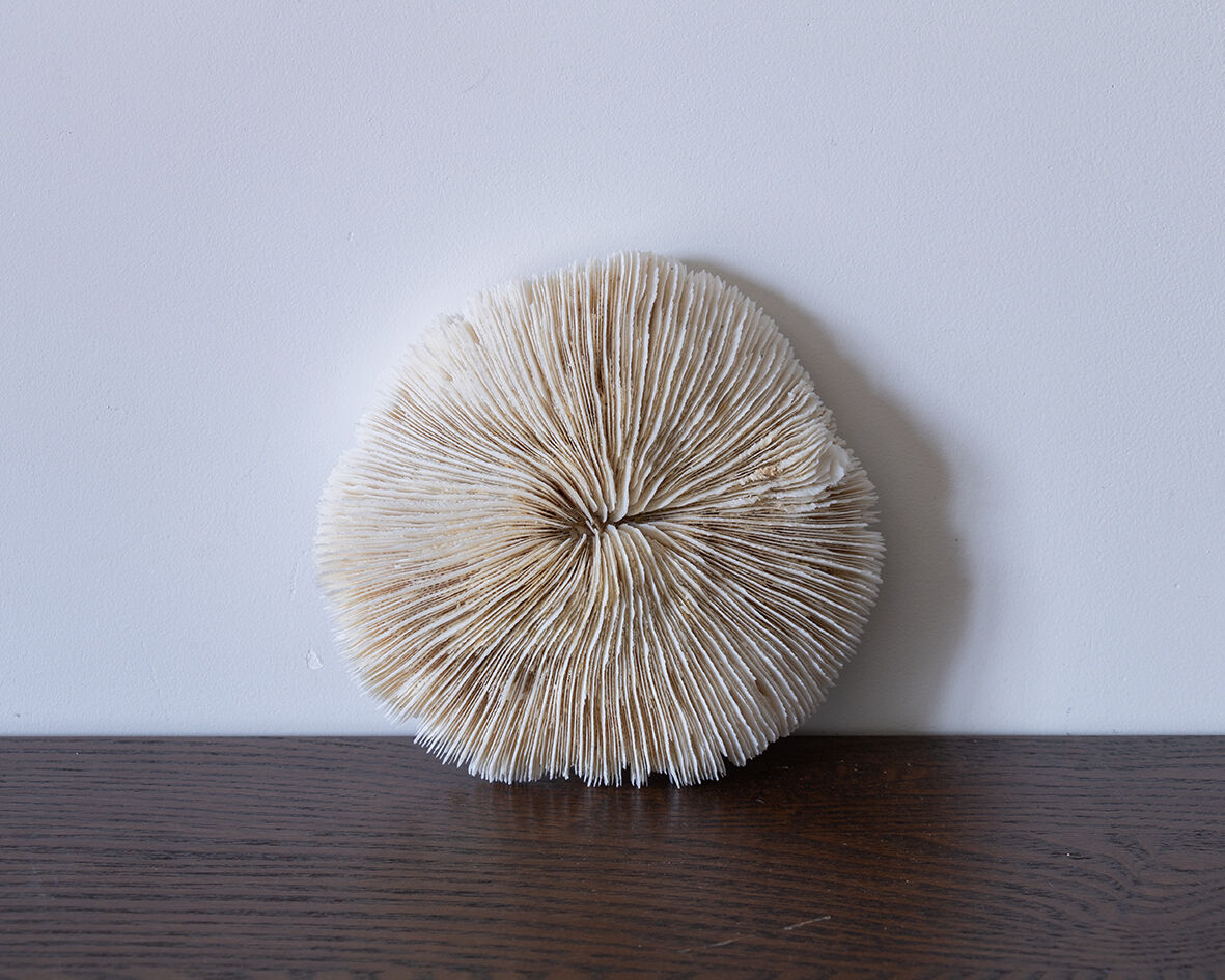 Corail fungia 14x12 cm
