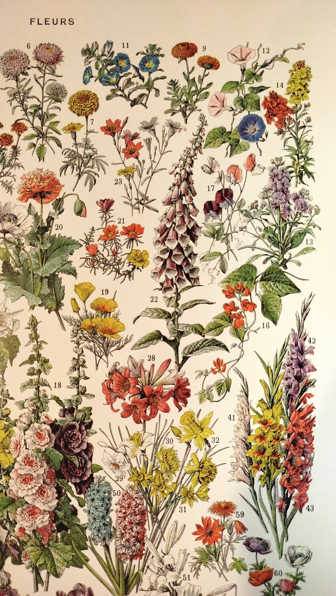 Affiche sur les fleurs "amarante", d'après une lithographie de 1928