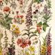 Affiche sur les fleurs "amarante", d'après une lithographie de 1928
