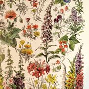 Affiche sur les fleurs "amarante", d'après une lithographie de 1928