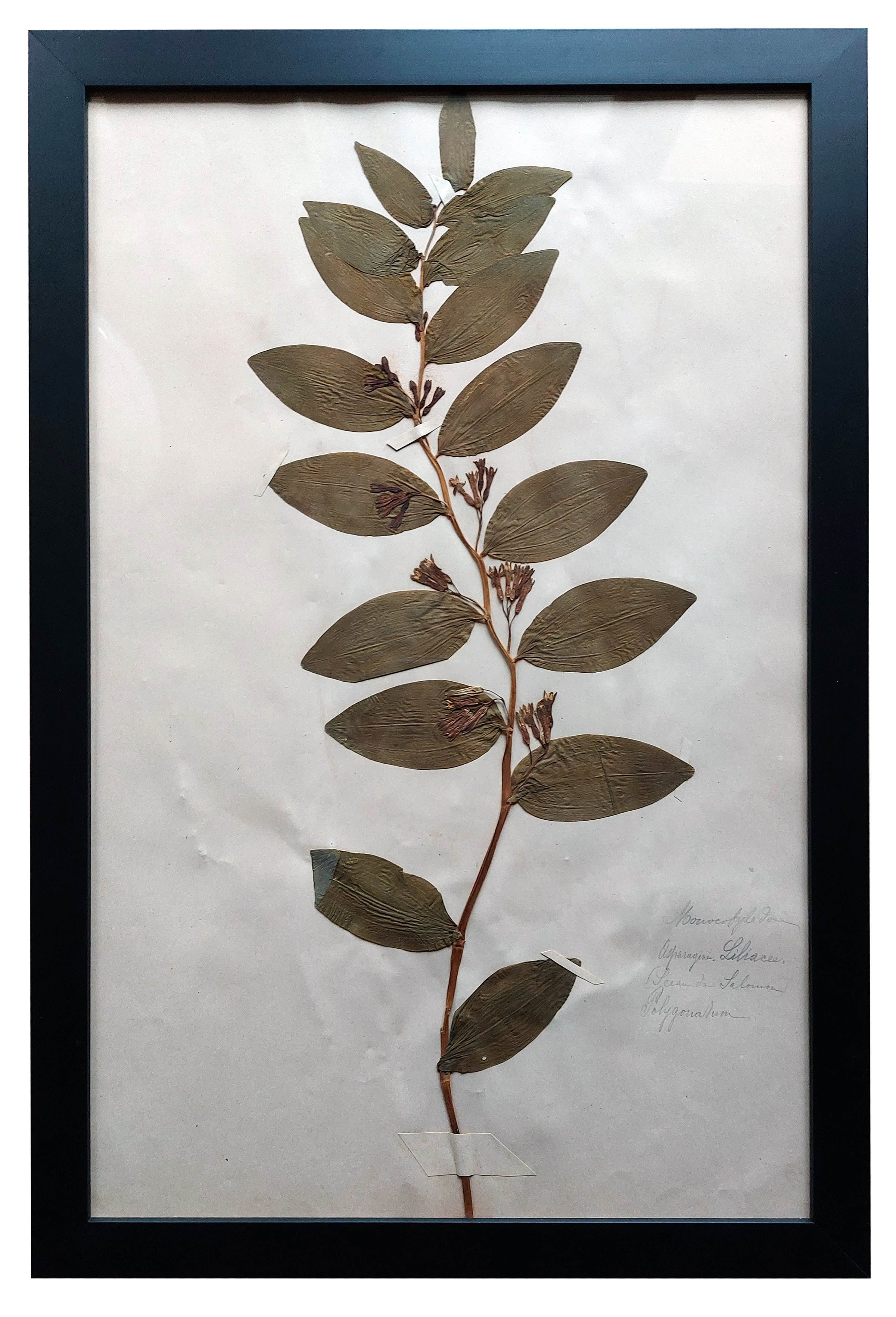 Old Herbarium 1894 four framed plates