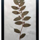Old Herbarium 1894 four framed plates
