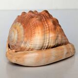 Red Helmet Shell or Bull's Mouth Helmet (Cypraecassis rufa)