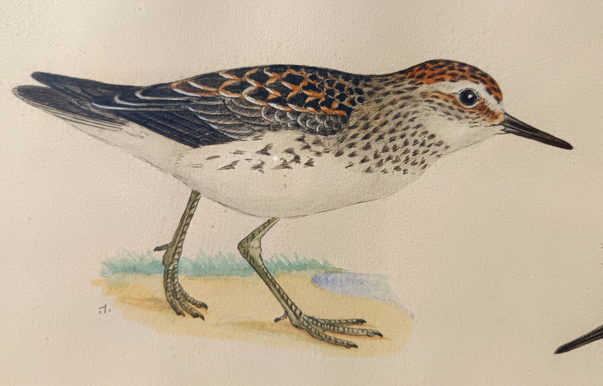 Old ornithological watercolor