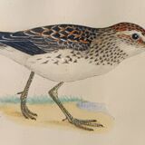 Old ornithological watercolor