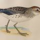 Old ornithological watercolor