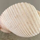 Coquillage de mer Tonna Galea vintage