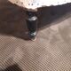 Napoleon lll armchairs pair