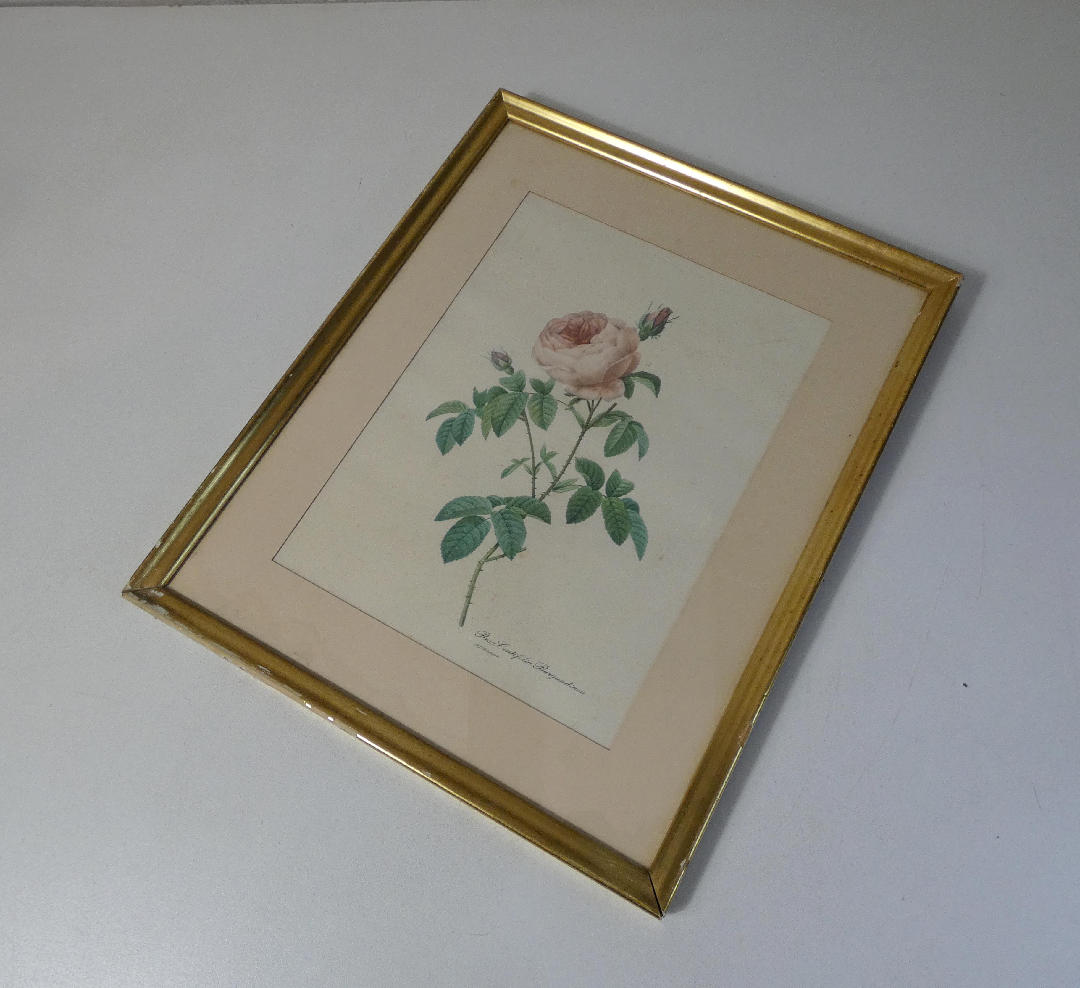 Old pink framed botanical engraving signed redouté
