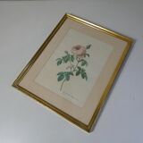 Old pink framed botanical engraving signed redouté