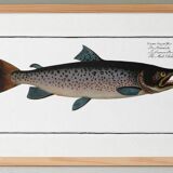 Poster about Atlantic salmon, based on an old engraving from 1746.