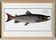 Poster about Atlantic salmon, based on an old engraving from 1746.