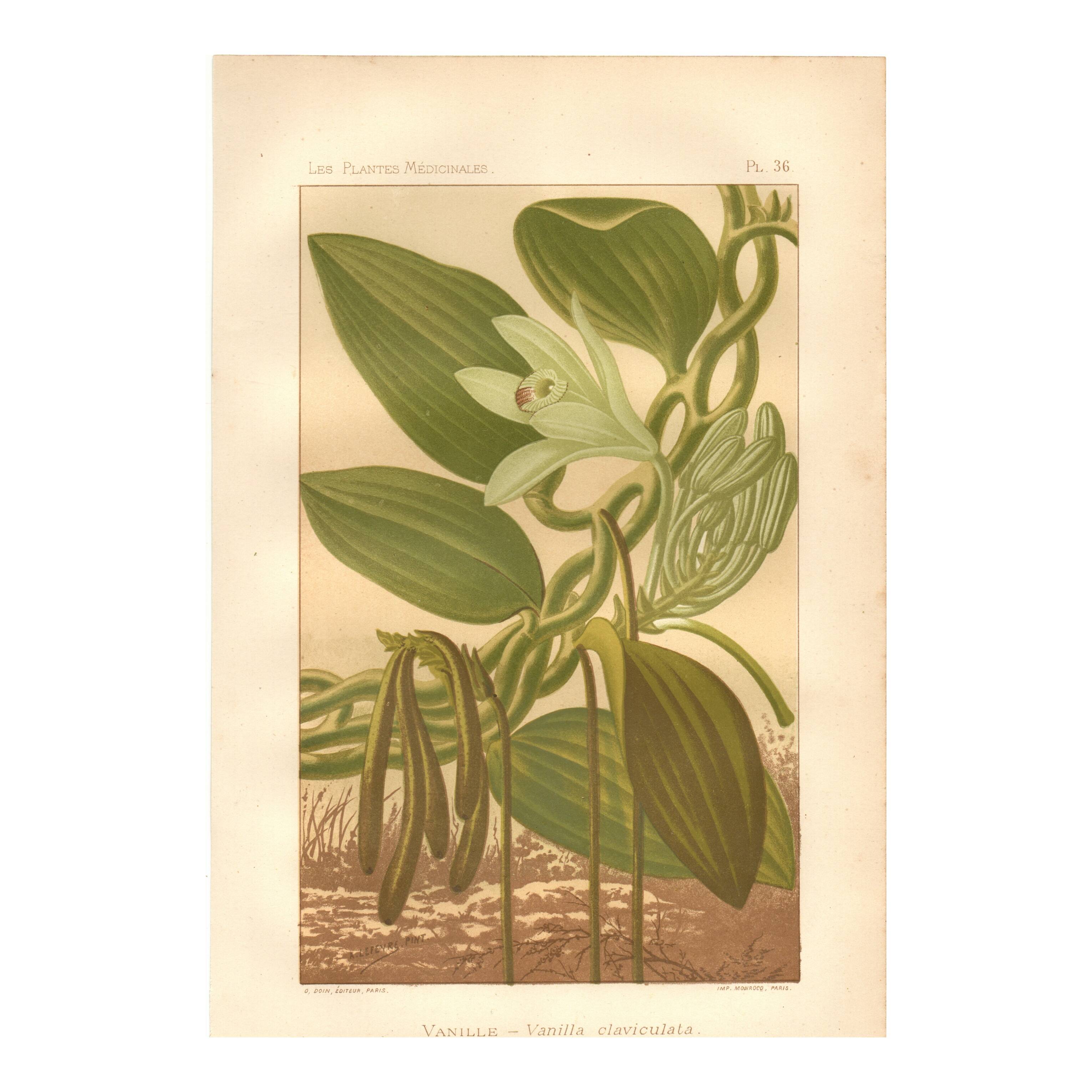 Gravure botanique 1889 - Vanille et orchidée tropicale. Illustration fleur