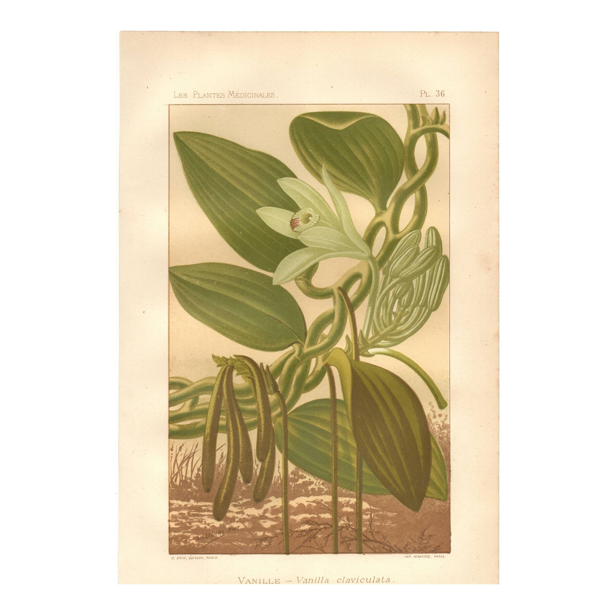 Botanical engraving 1889 - Vanilla and tropical orchid. Flower illustration.