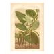 Gravure botanique 1889 - Vanille et orchidée tropicale. Illustration fleur
