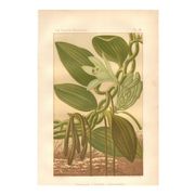 Botanical engraving 1889 - Vanilla and tropical orchid. Flower illustration.