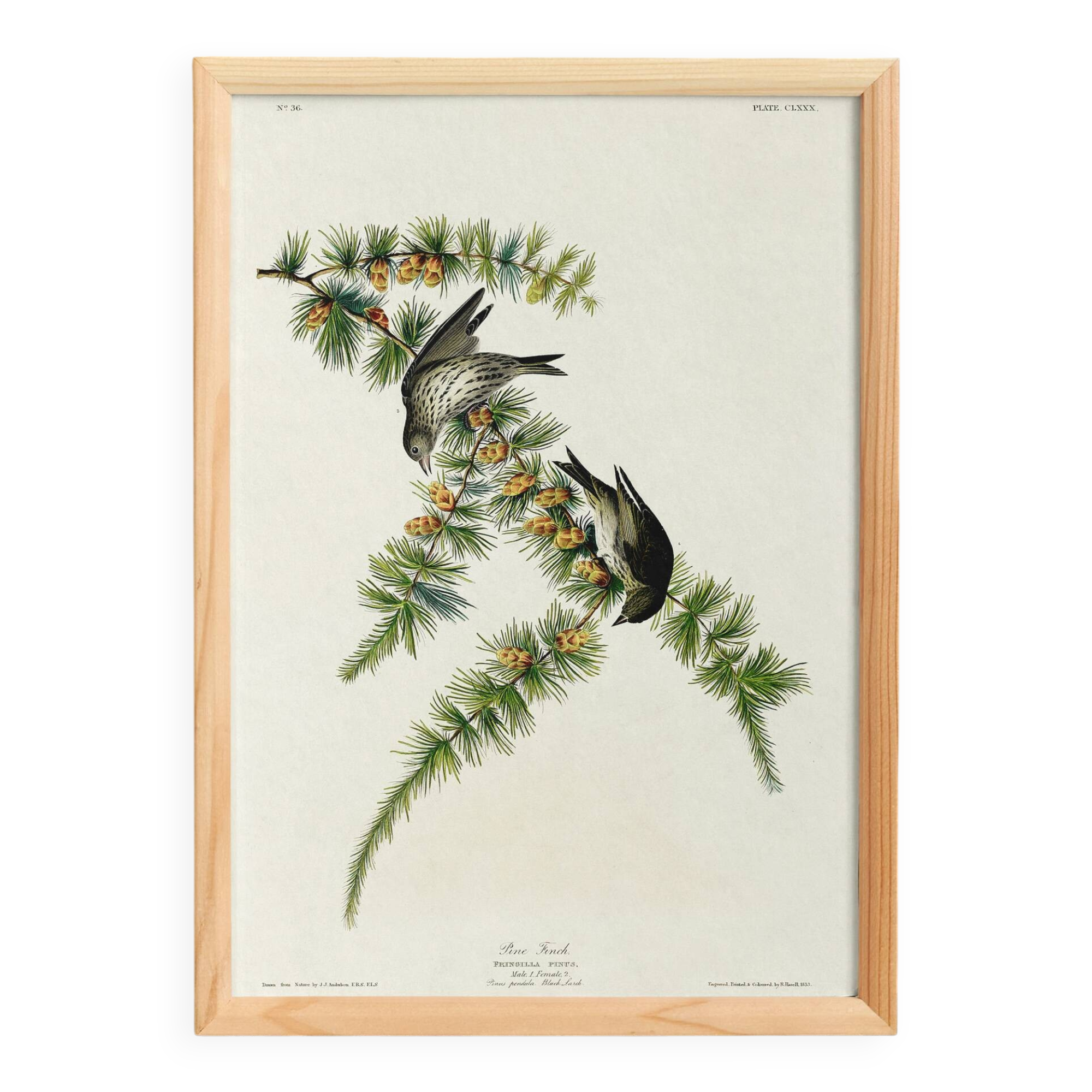 Poster about the Pine Siskin, based on an old engraving from 1827.