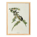 Poster about the Pine Siskin, based on an old engraving from 1827.