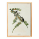 Affiche sur le Tarin des pins, d’après une gravure ancienne de 1827.