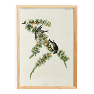 Poster about the Pine Siskin, based on an old engraving from 1827.