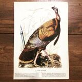 Ornithological board under glass