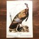 Ornithological board under glass