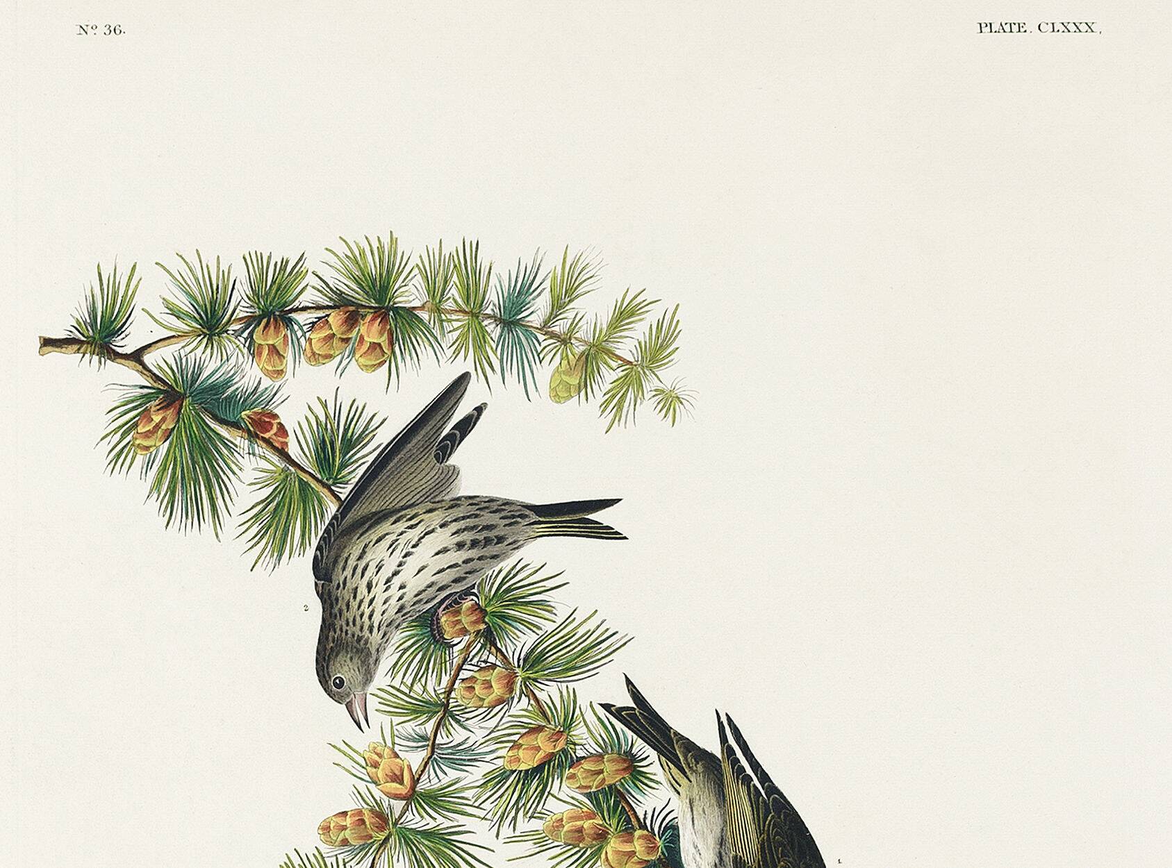 Poster about the Pine Siskin, based on an old engraving from 1827.