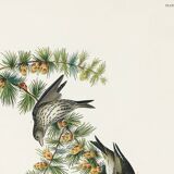 Poster about the Pine Siskin, based on an old engraving from 1827.
