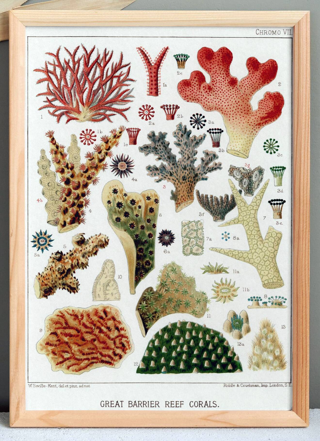 Poster for "The Corals of the Great Barrier Reef", 1893
