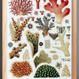 Poster for "The Corals of the Great Barrier Reef", 1893