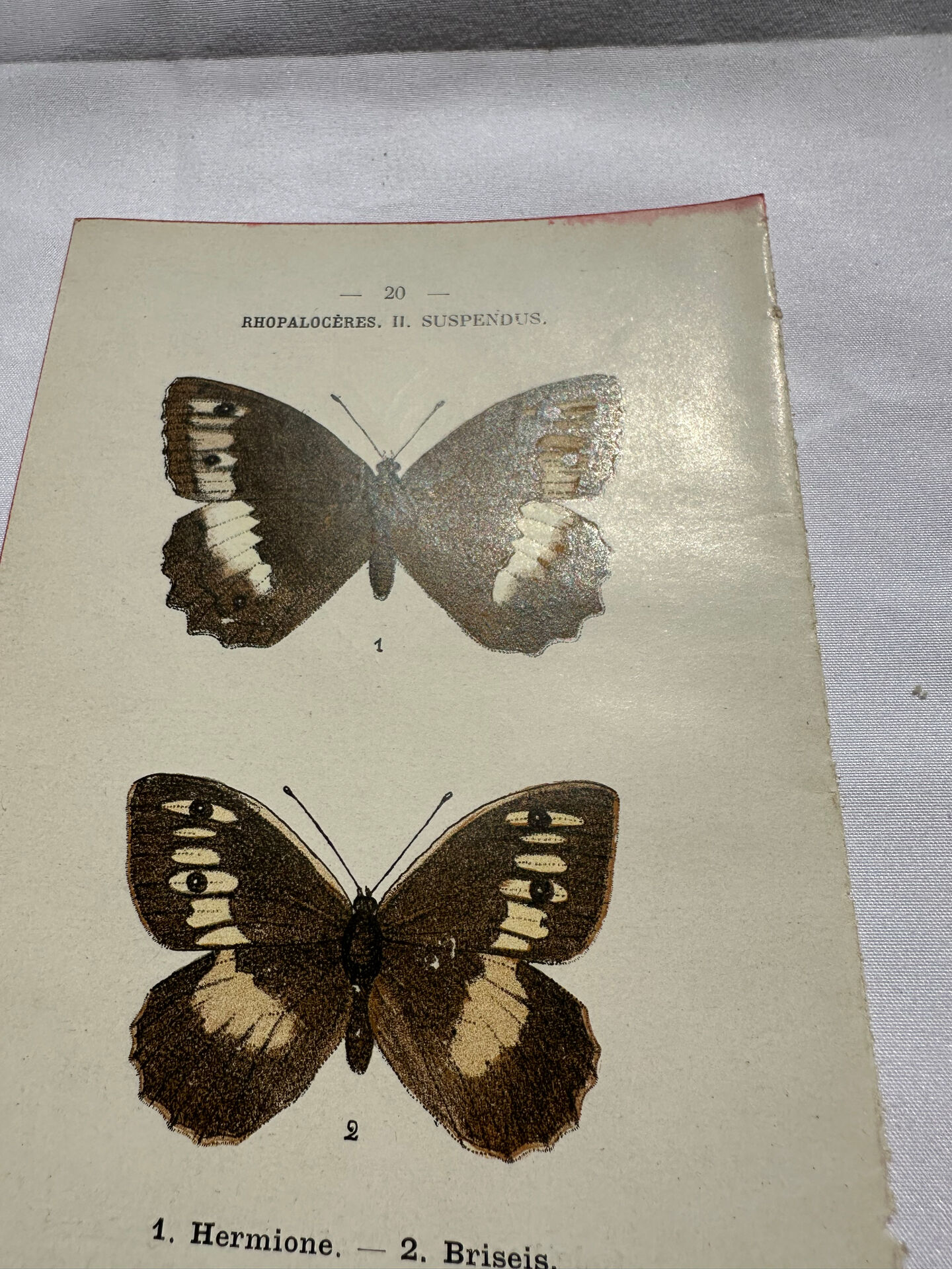 Botanical engraving double-sided butterflies naturalist plate etching