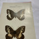 Botanical engraving double-sided butterflies naturalist plate etching