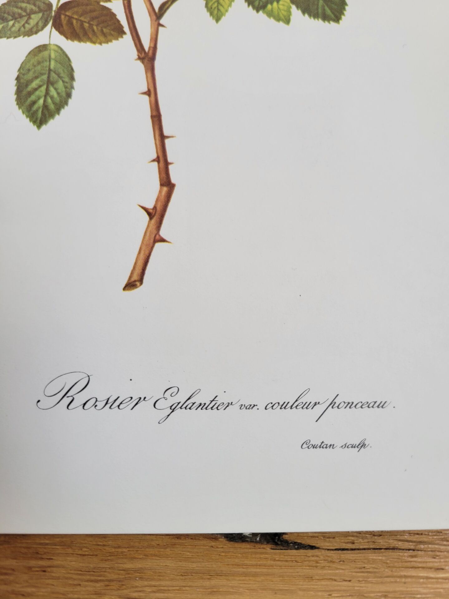 Botanical plate Wild Rose P.J. Redouté 1960