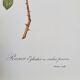 Botanical plate Wild Rose P.J. Redouté 1960