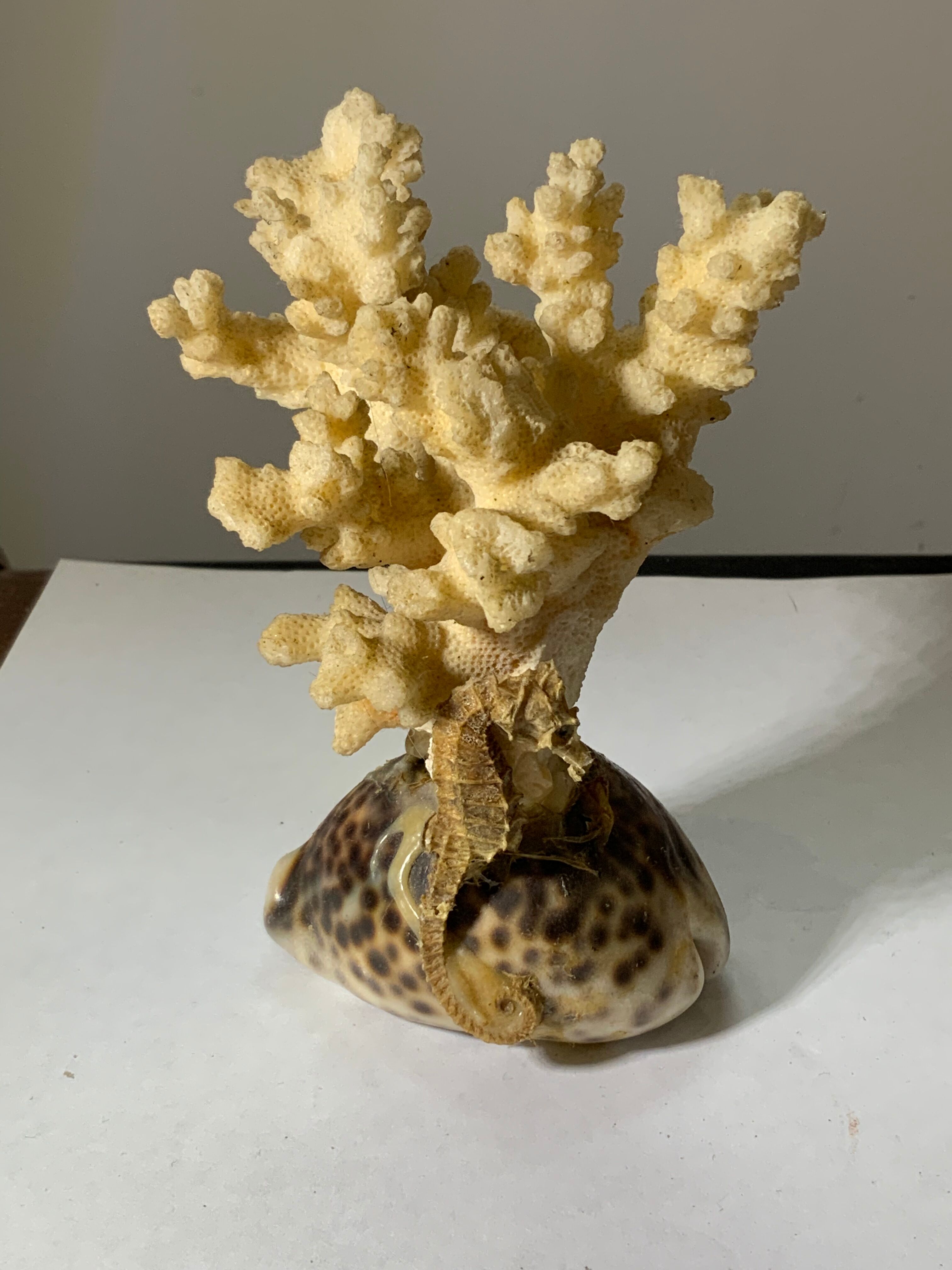 Ancient sculpture coral shell and hyppocampe souvenir vintage pacific