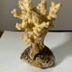 Ancient sculpture coral shell and hyppocampe souvenir vintage pacific