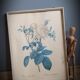 Frame illustration rose one hundred leaves foliaceous