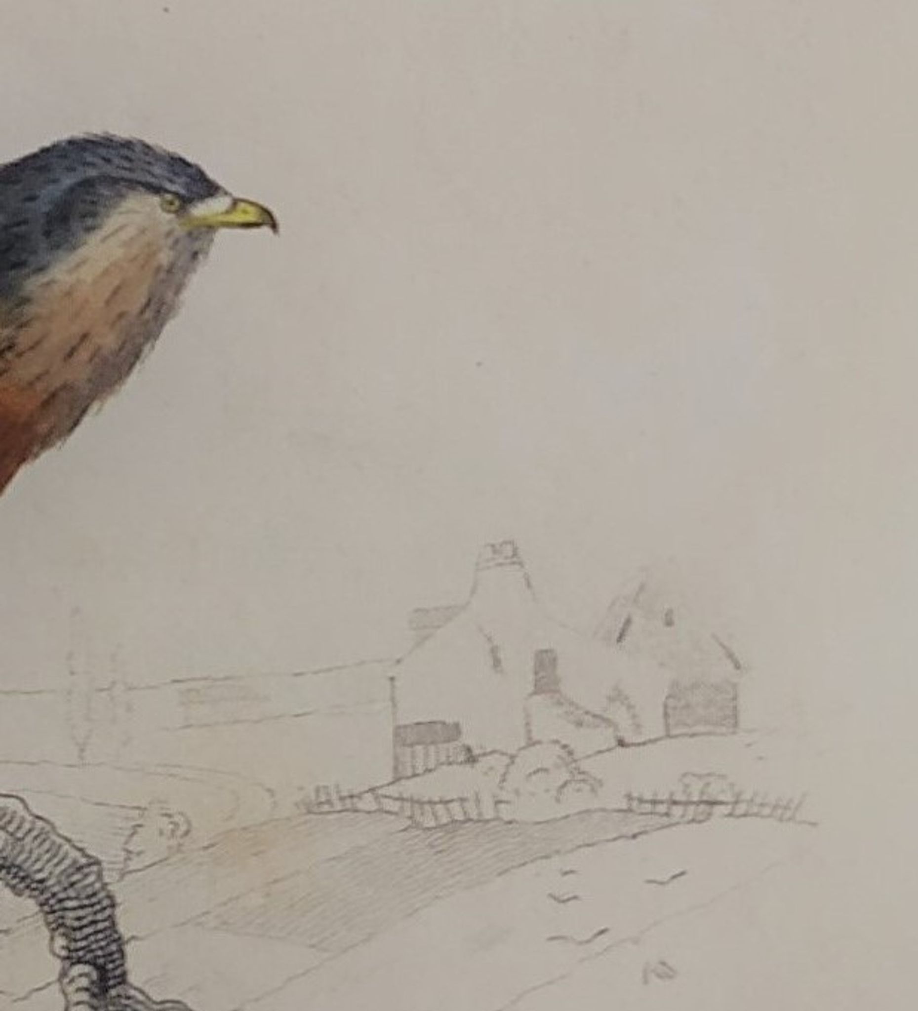 Planche ornithologique " Buse & Milan " Buffon 1838