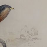 Ornithological board " buse - milan " buffon 1838