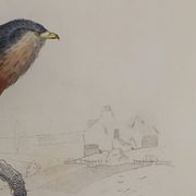 Planche ornithologique " Buse & Milan " Buffon 1838