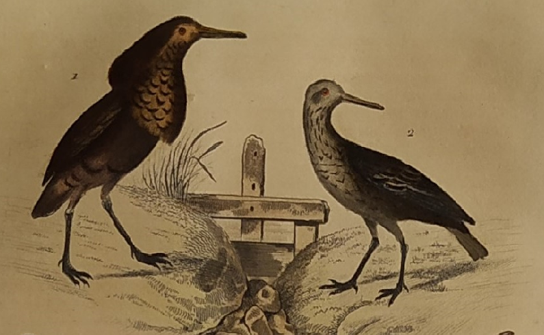 Original ornithological plate "