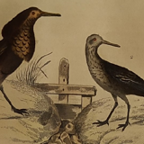Original ornithological plate "